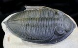 Zlichovaspis Trilobite - Great Eye Facets #27568-4